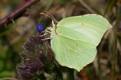 Gonepteryx rhamni