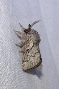 Trichiura crataegi
