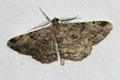 Hypomecis punctinalis