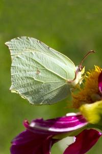 Gonepteryx rhamni