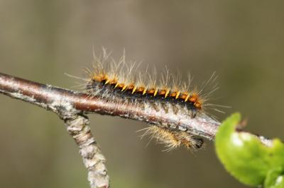 Trichiura crataegi