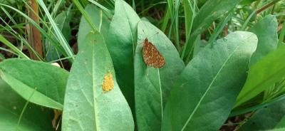 <i>Euphydryas aurinia</i>