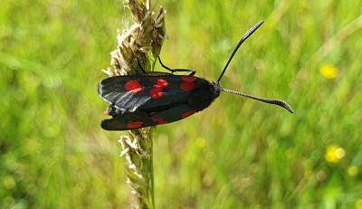 <i>Zygaena trifolii</i>