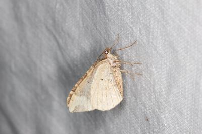 <i>Eulithis prunata</i>