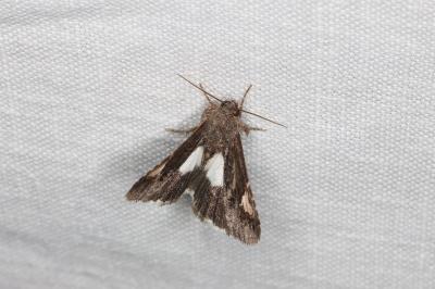 <i>Tyta luctuosa</i>