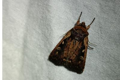 <i>Xestia agathina</i>