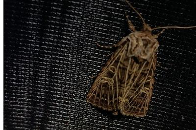 <i>Tholera decimalis</i>