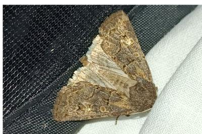 <i>Tholera cespitis</i>