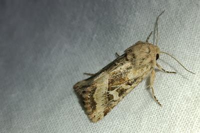 <i>Luperina dumerilii</i>