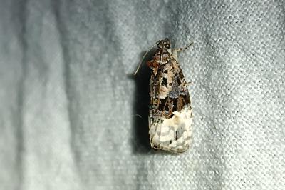 <i>Apotomis betuletana</i>