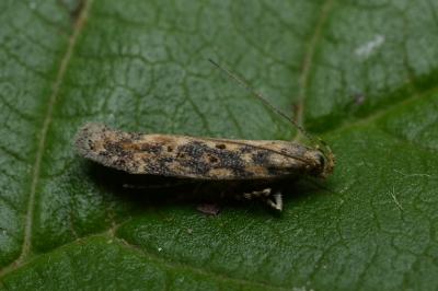 <i>Scrobipalpa ocellatella</i>