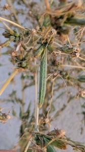 <i>Hecatera dysodea</i>