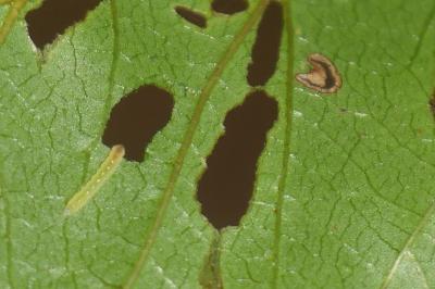 <i>Bucculatrix frangutella</i>