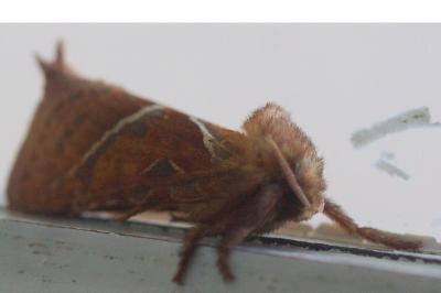 <i>Triodia sylvina</i>