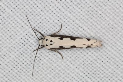 <i>Ethmia bipunctella</i>