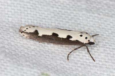 <i>Ethmia bipunctella</i>