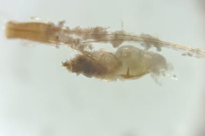 <i>Blastobasis phycidella</i>