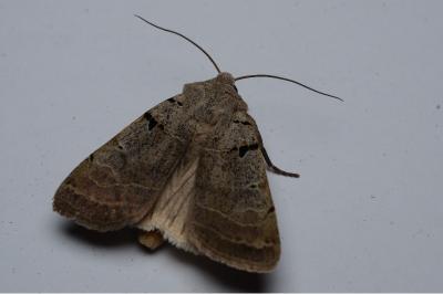 <i>Eugnorisma glareosa</i>