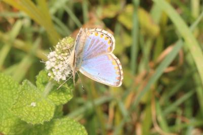 <i>Lysandra bellargus</i>