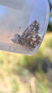 <i>Pyrgus armoricanus</i>