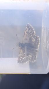 <i>Pyrgus armoricanus</i>