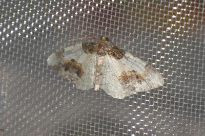 <i>Ligdia adustata</i>
