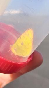 <i>Colias alfacariensis</i>
