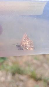 <i>Pyrgus armoricanus</i>