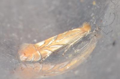<i>Phyllonorycter quercifoliella</i>