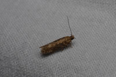 <i>Scrobipalpa ocellatella</i>