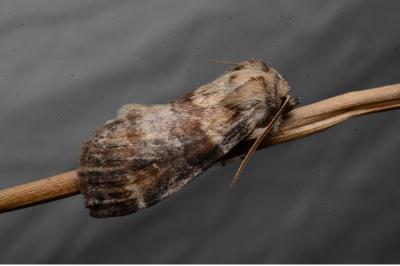 <i>Cymatophorina diluta</i>