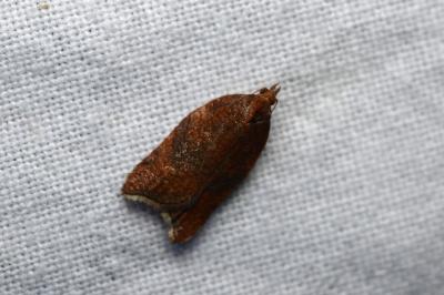 <i>Acleris rhombana</i>