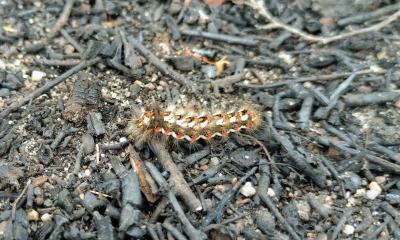 <i>Acronicta rumicis</i>
