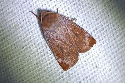 <i>Conistra ligula</i>
