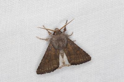 <i>Aporophyla lueneburgensis</i>