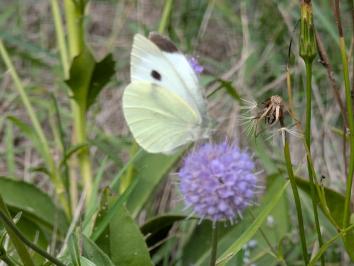 <i>Pieris brassicae</i>