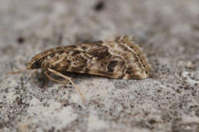 <i>Hellula undalis</i>