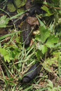 Myocastor coypus