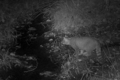 Felis silvestris