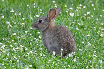 Oryctolagus cuniculus