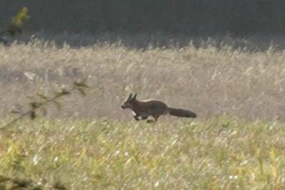 Renard roux