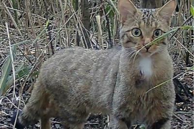 Chat sauvage