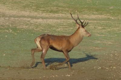 Cerf élaphe
