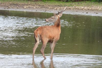 Cerf élaphe