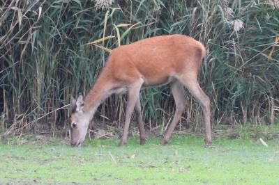 Cerf élaphe