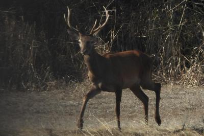 Cerf élaphe