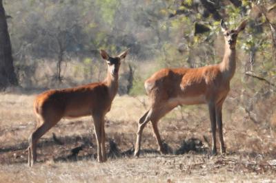 Cerf élaphe