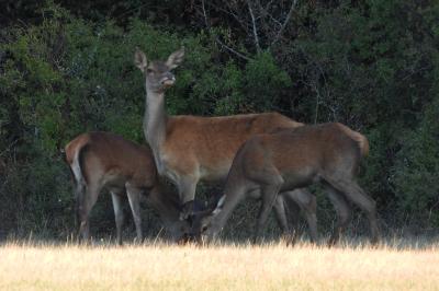 Cerf élaphe
