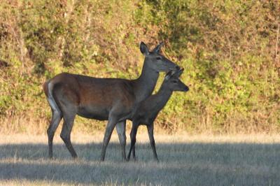 Cerf élaphe