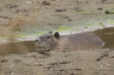 Myocastor coypus
